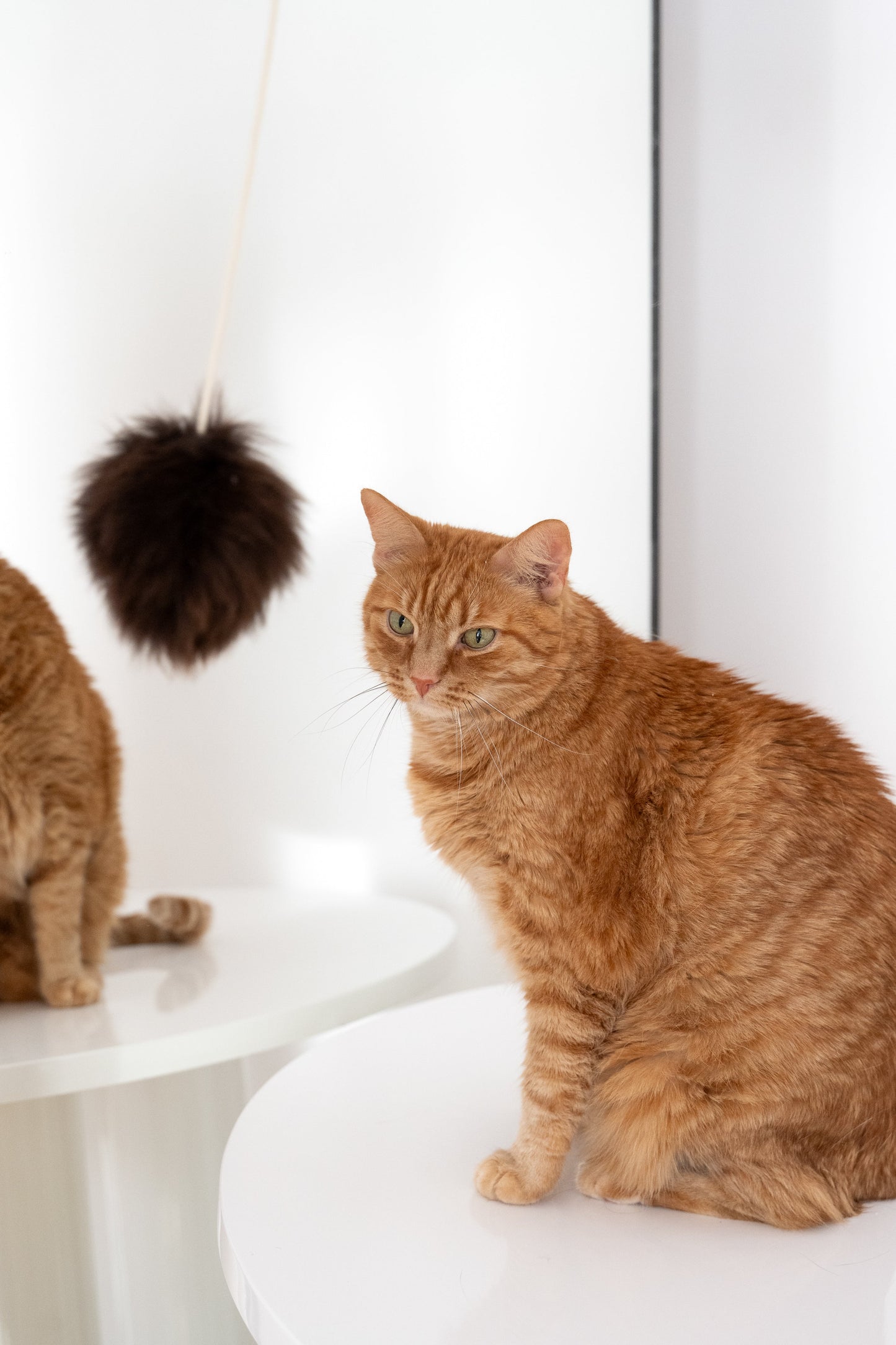 Jouet en laine naturelle pour chat : balle